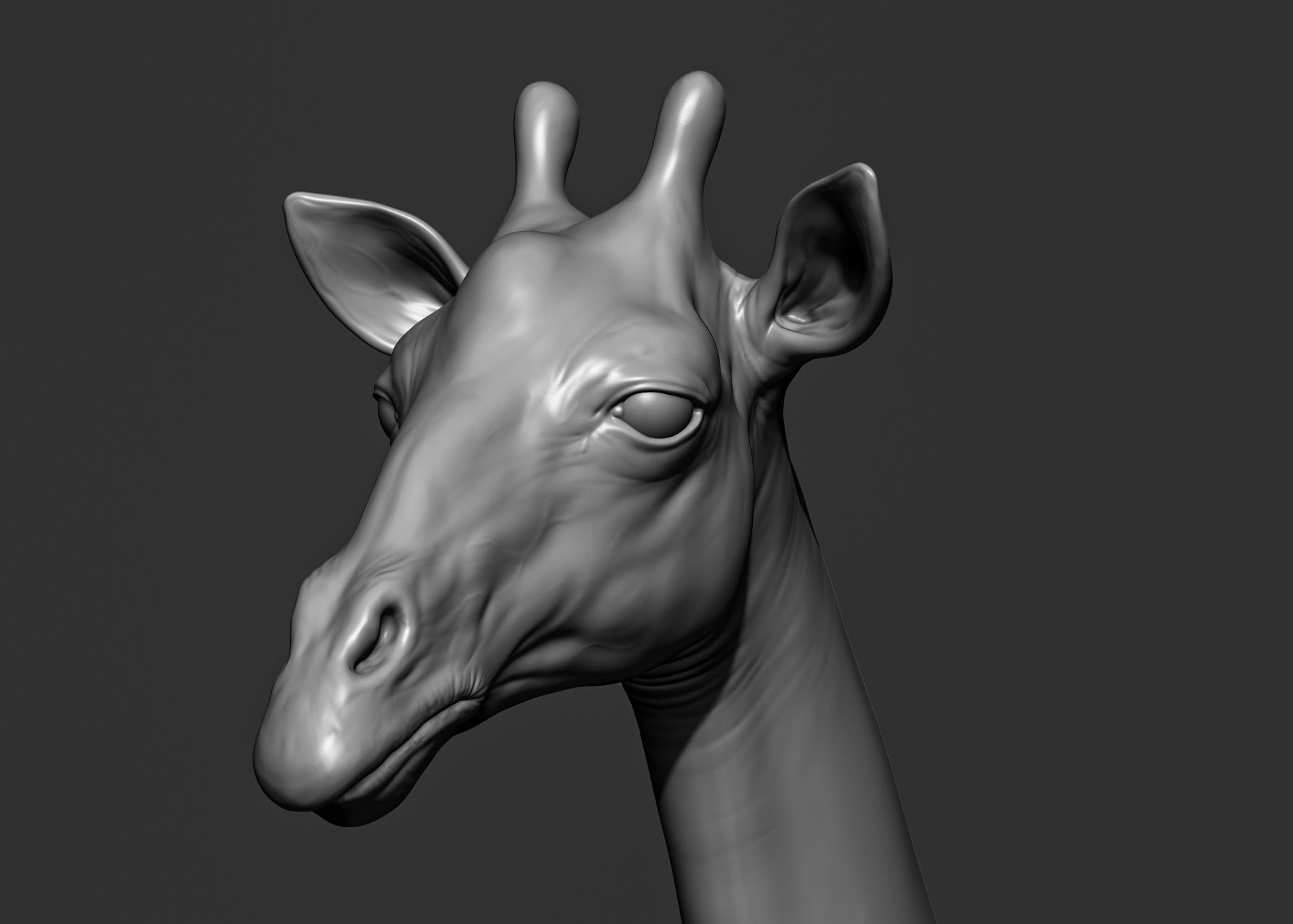 Wild animal collection 3D model_69