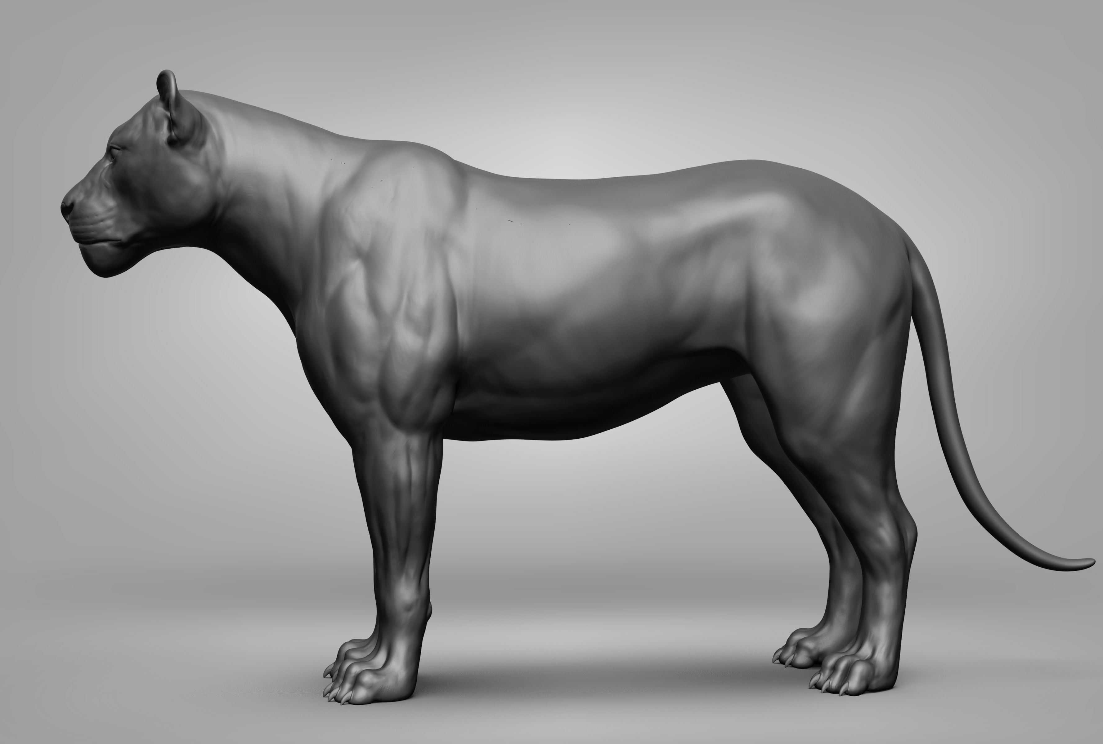 Wild animal collection 3D model_33