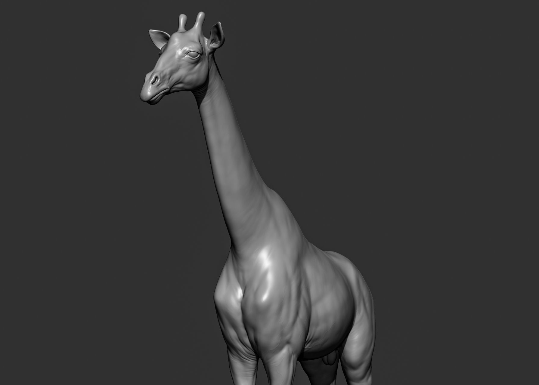 Wild animal collection 3D model_65