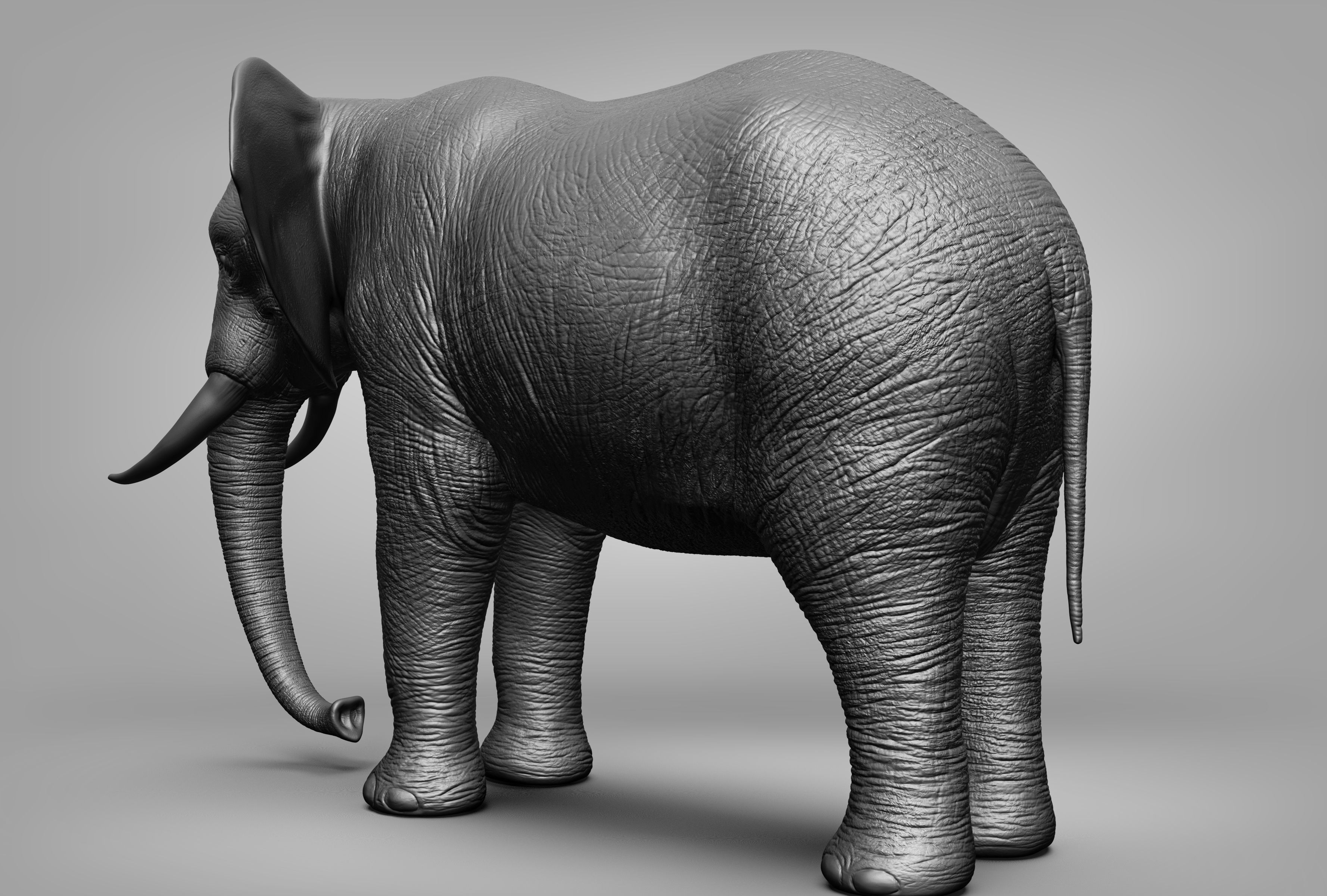 Wild animal collection 3D model_3