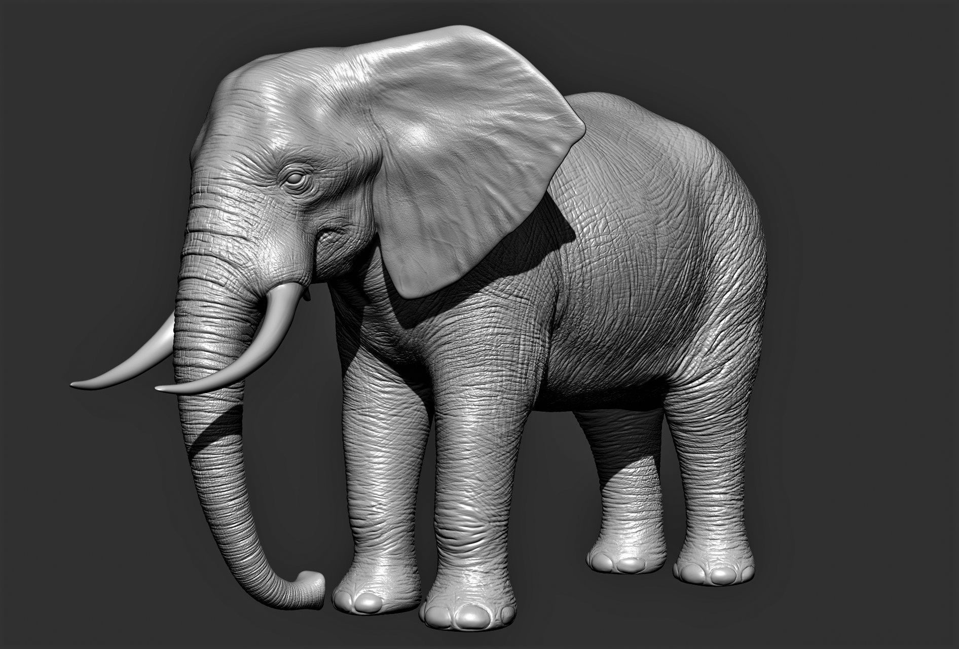 Wild animal collection 3D model_8