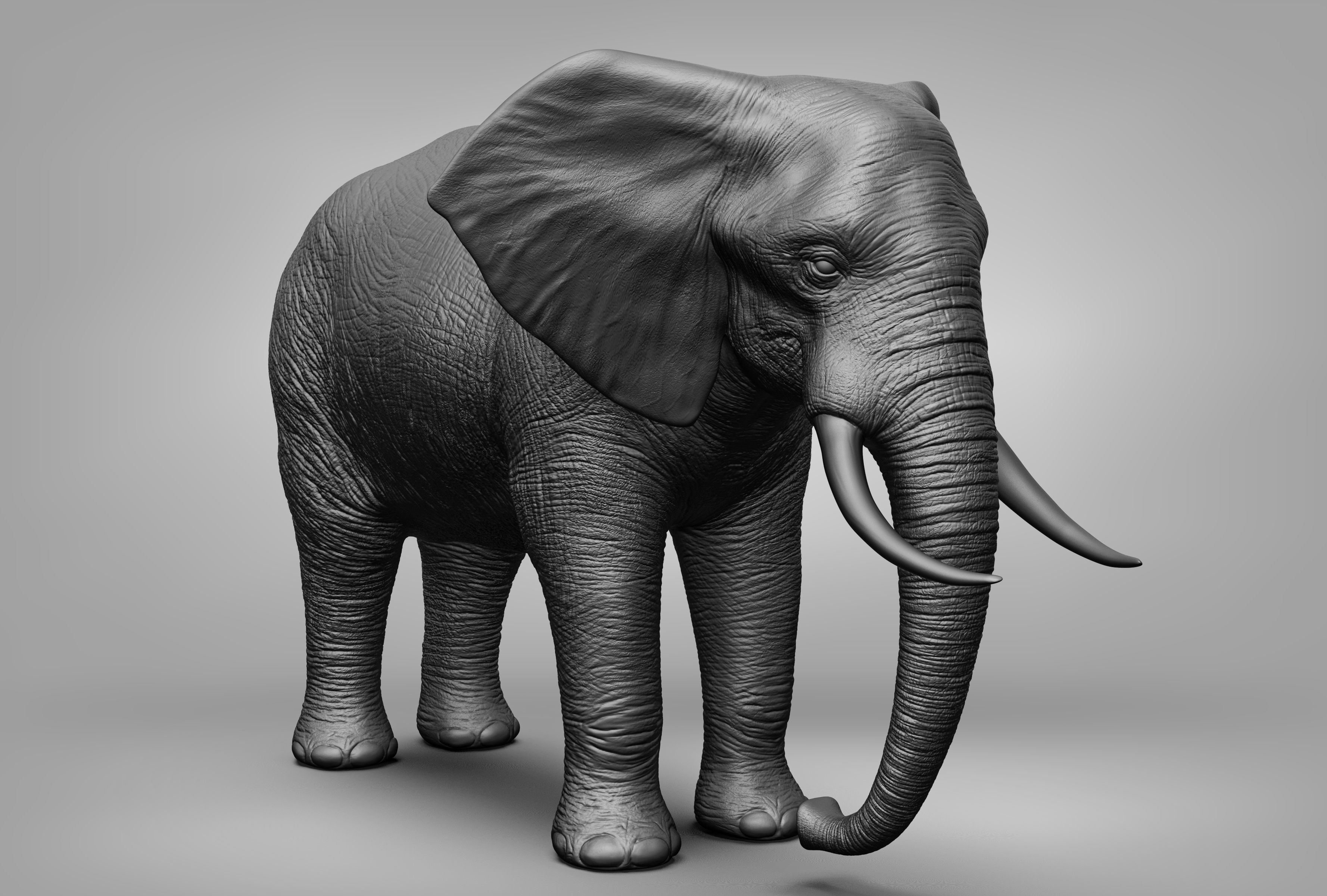 Wild animal collection 3D model_5
