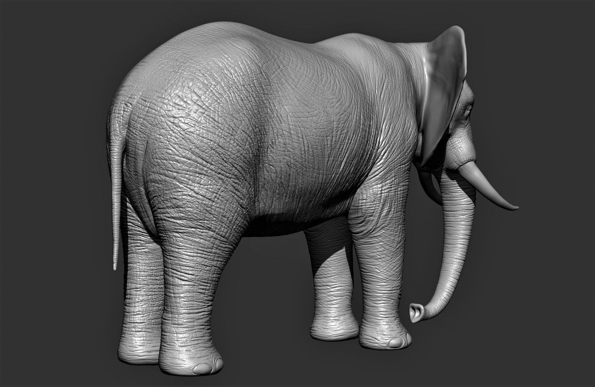 Wild animal collection 3D model_12