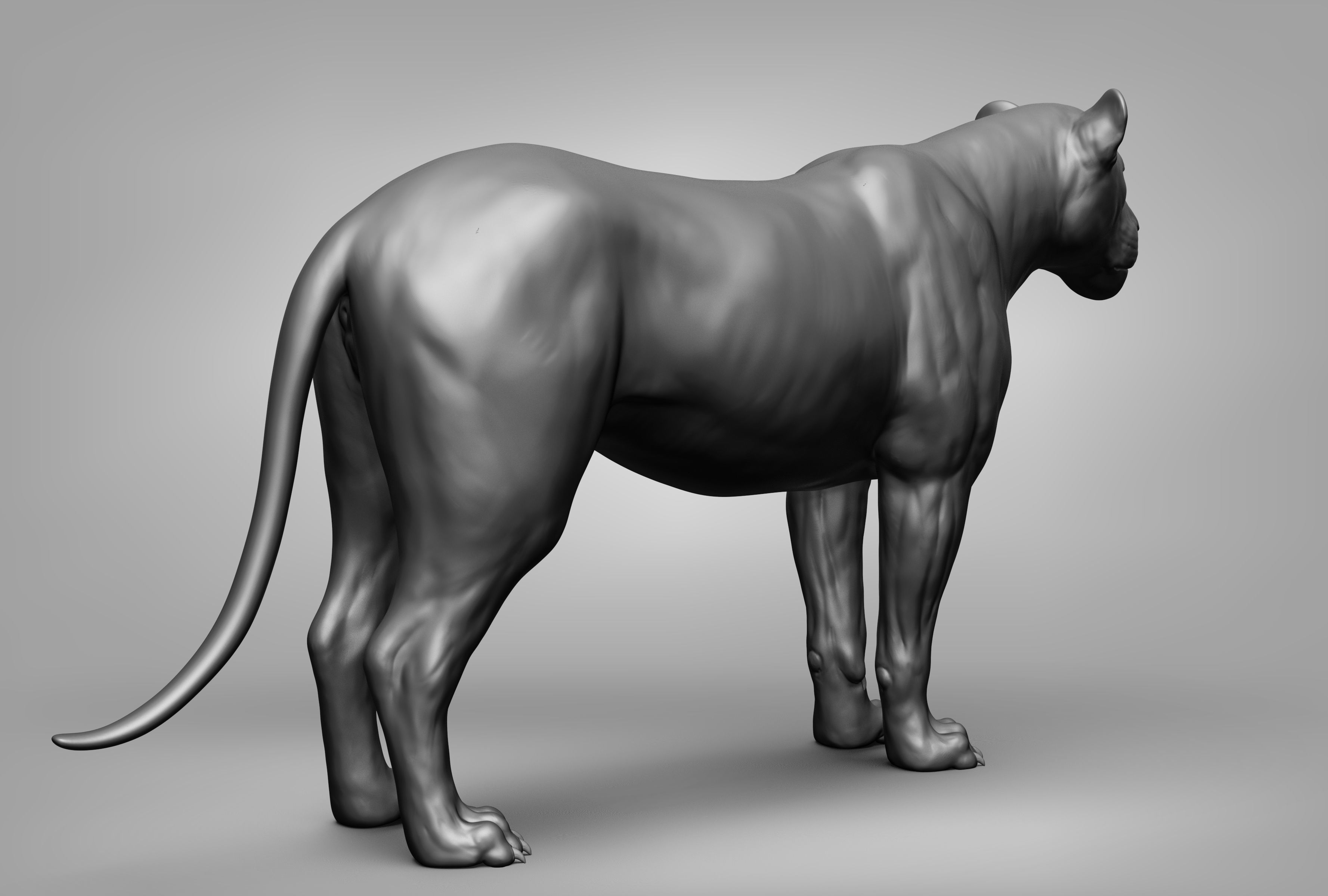 Wild animal collection 3D model_35