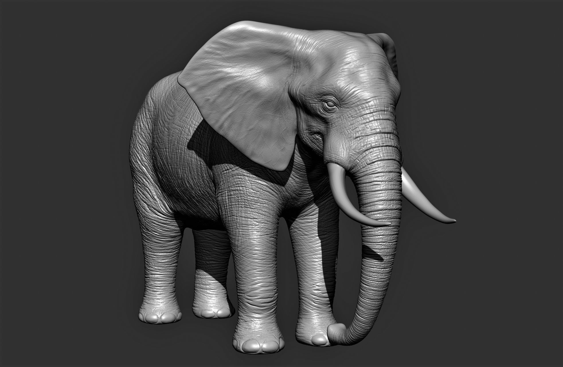 Wild animal collection 3D model_13