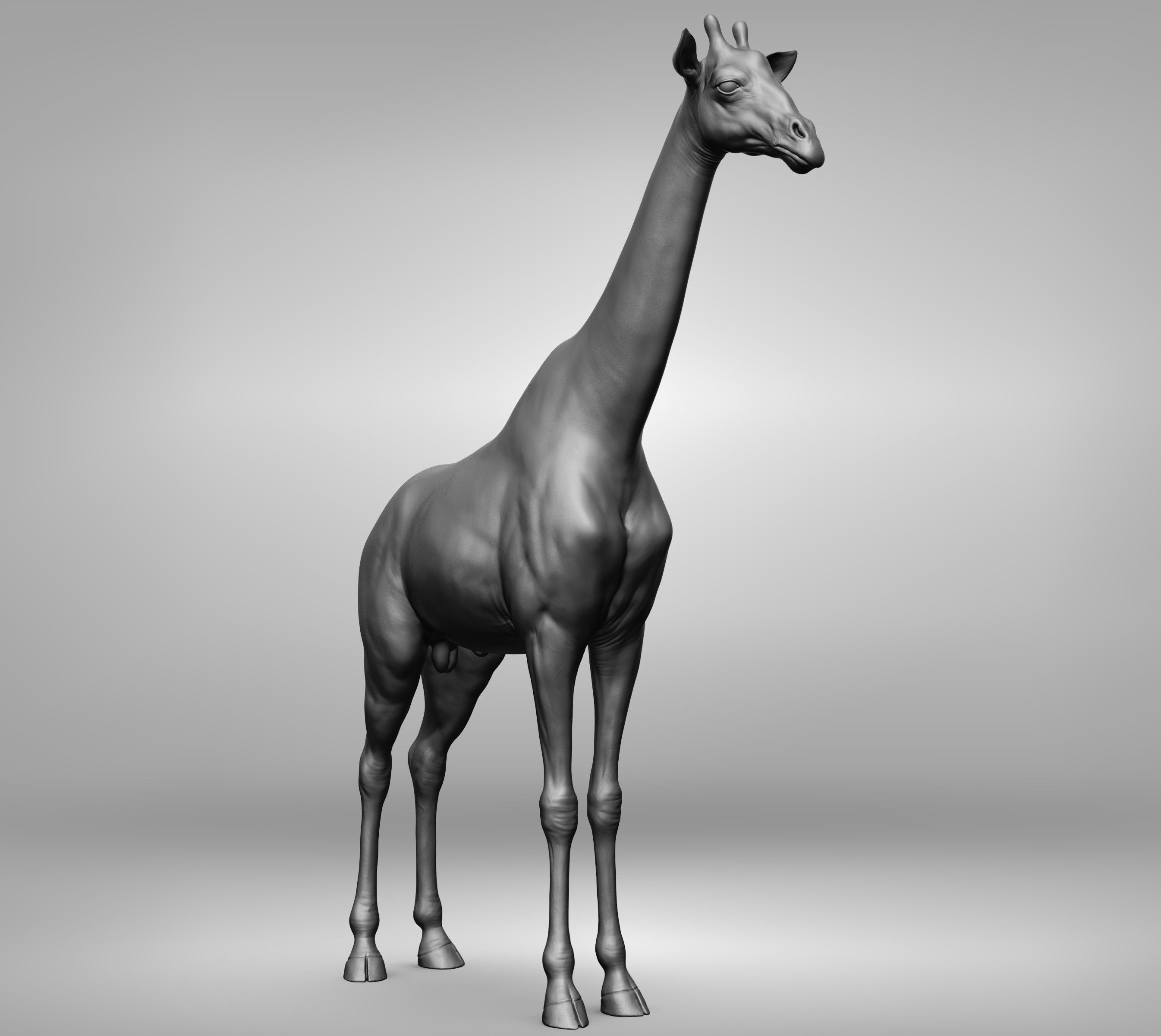 Wild animal collection 3D model_53