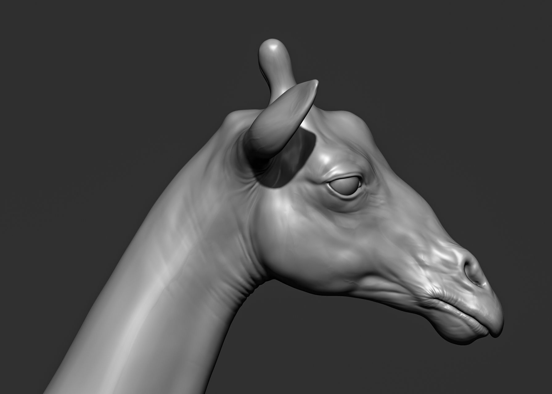 Wild animal collection 3D model_66