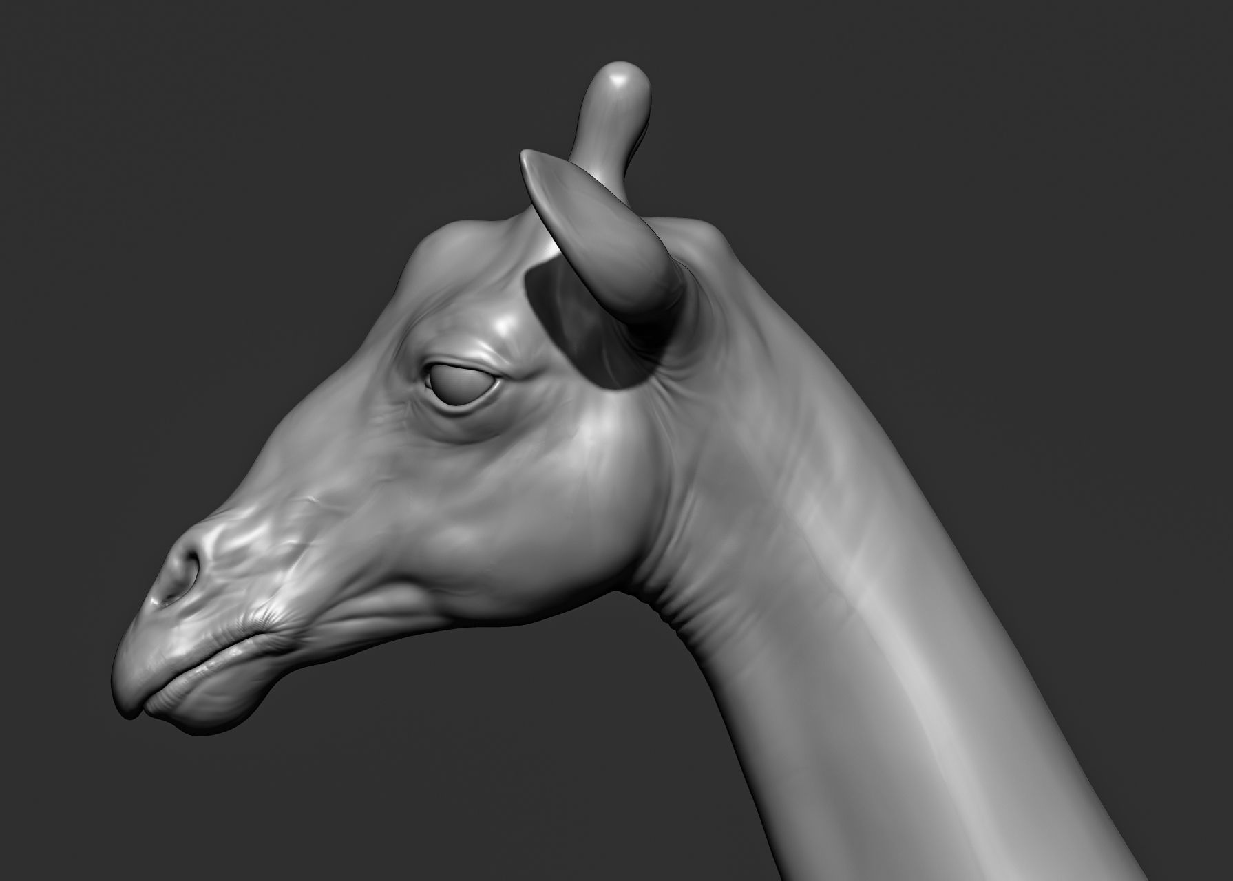 Wild animal collection 3D model_67