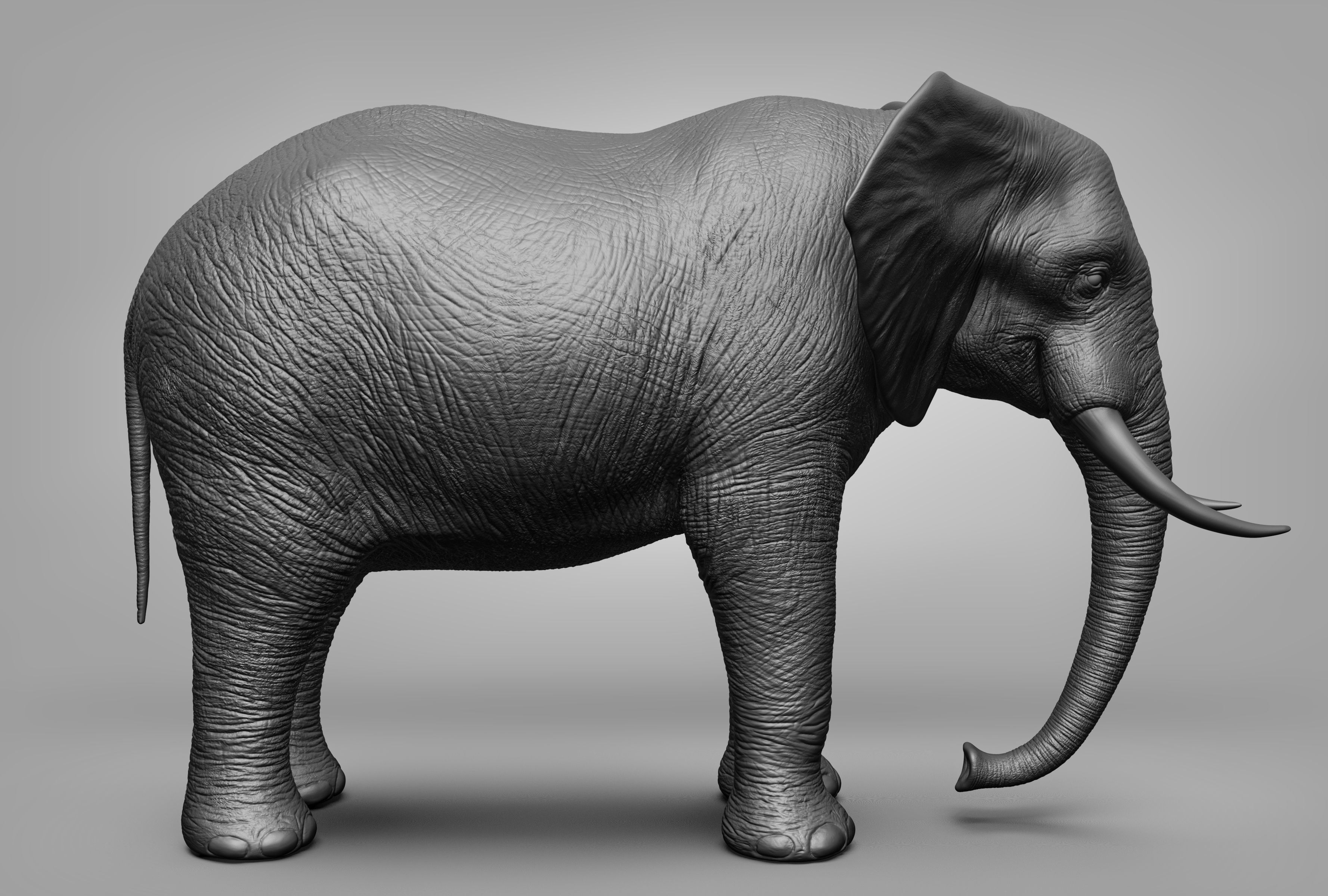 Wild animal collection 3D model_4