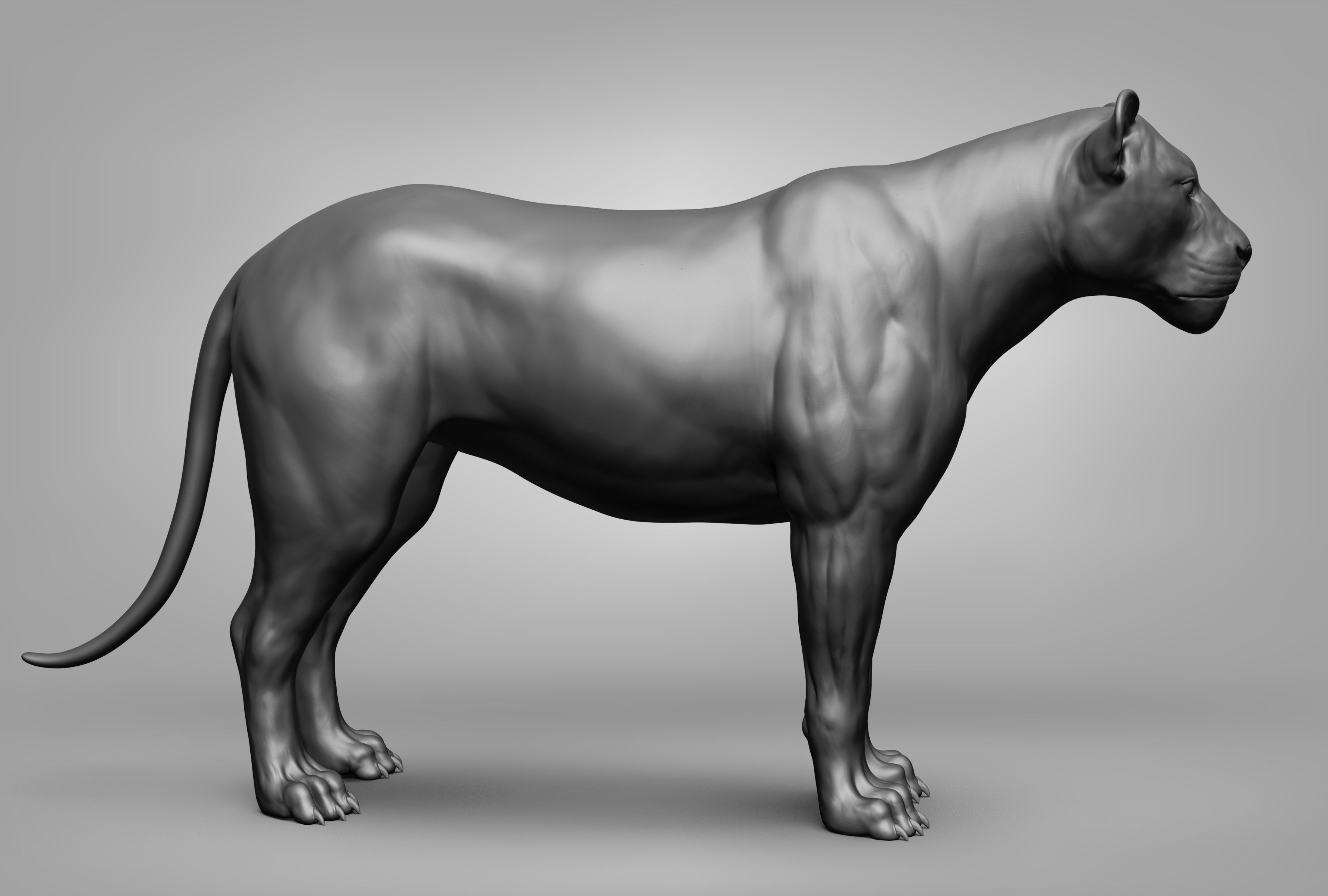 Wild animal collection 3D model_37
