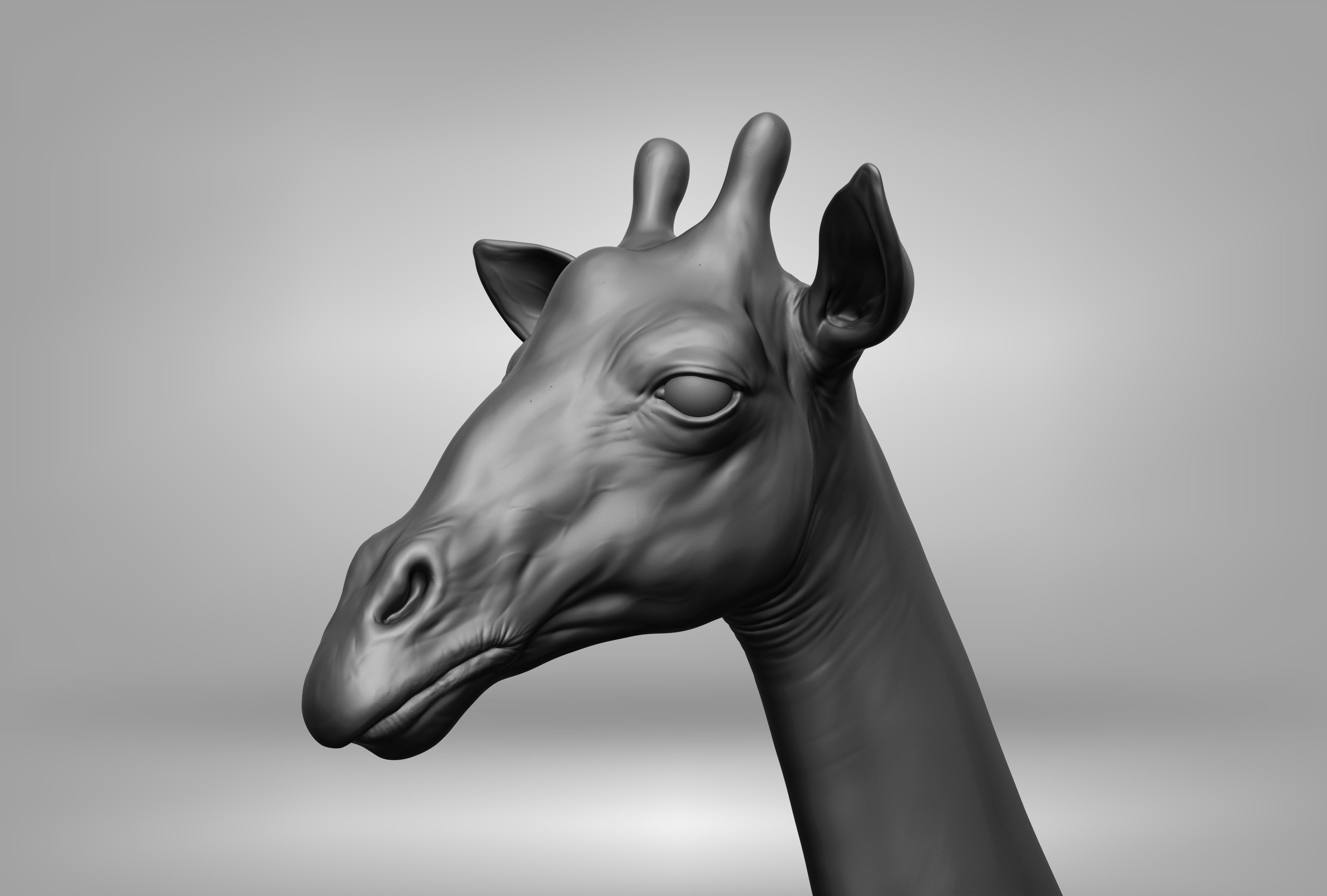 Wild animal collection 3D model_56