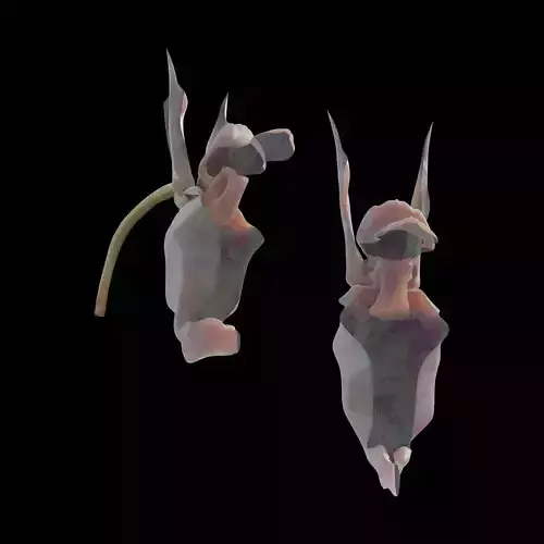 flying duck orchid flower