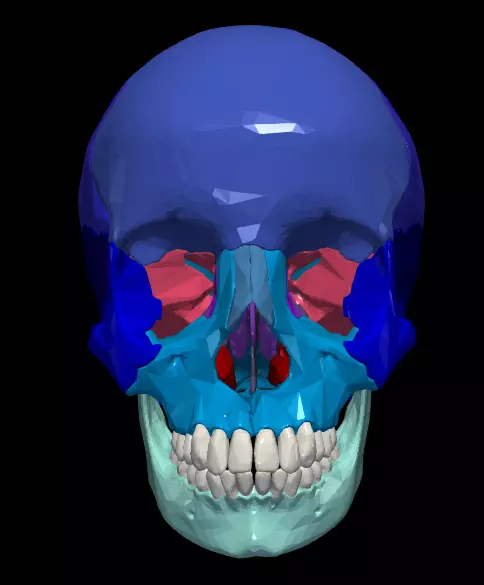 3D Model of Skull Bones 3D print model