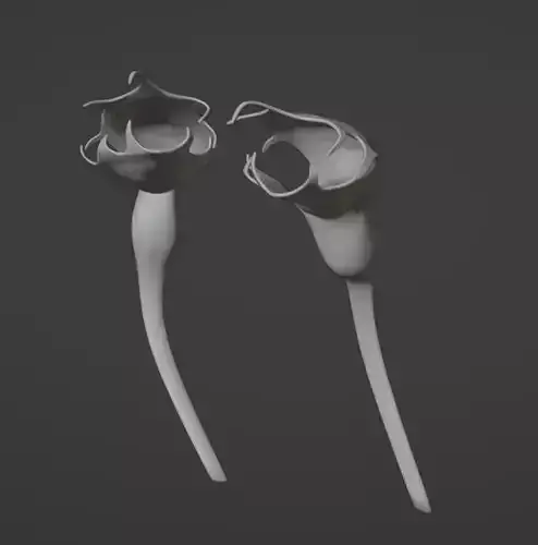 carnivorous flower Drosera