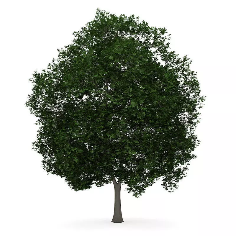 Horse Chestnut 3 Aesculus hippocastanum 44896 3D model_0