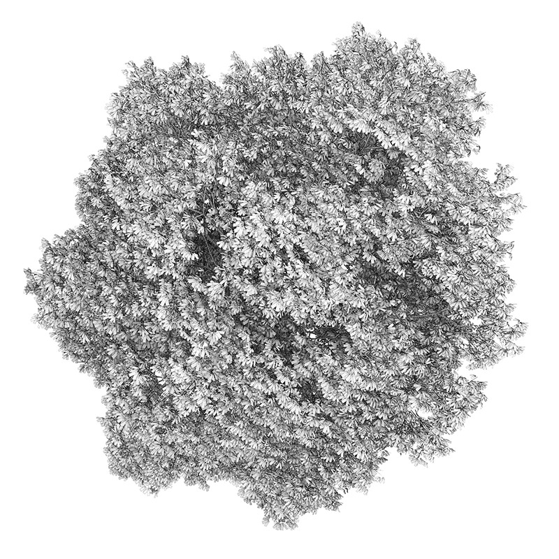 Horse Chestnut 3 Aesculus hippocastanum 44896 3D model_2