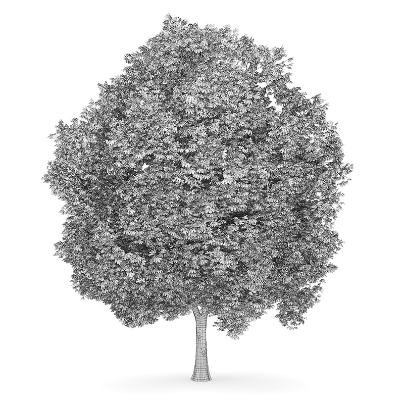 Horse Chestnut 3 Aesculus hippocastanum 44896 3D model_1
