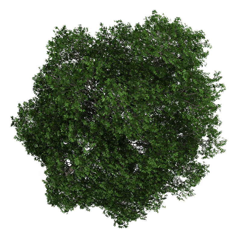 Horse Chestnut 3 Aesculus hippocastanum 44896 3D model_3