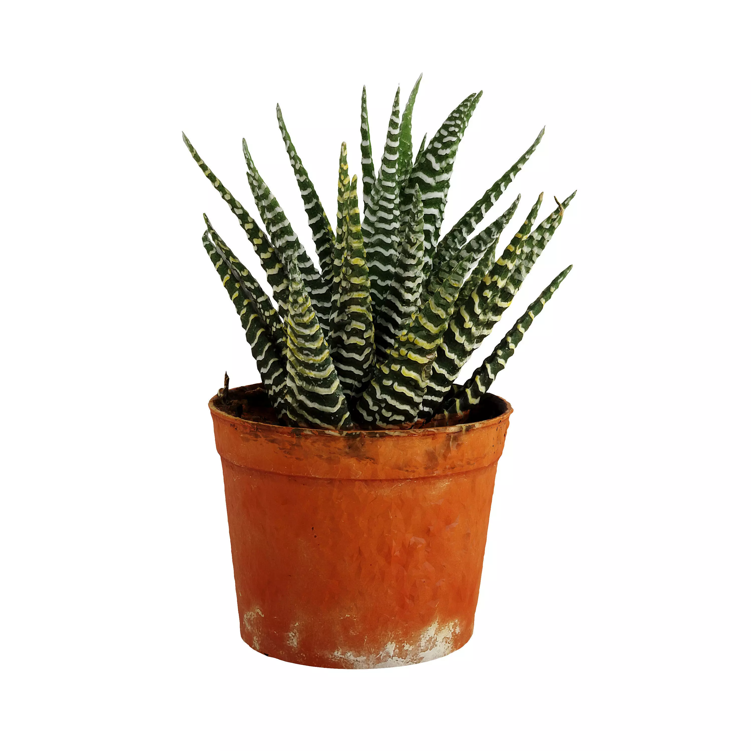 Plant Decor - Photogrammetry 3D model