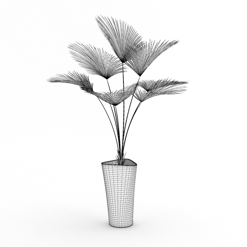 Palm Tree 3D model_2