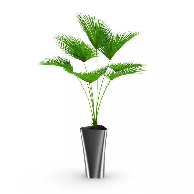 Palm Tree 3D model_0