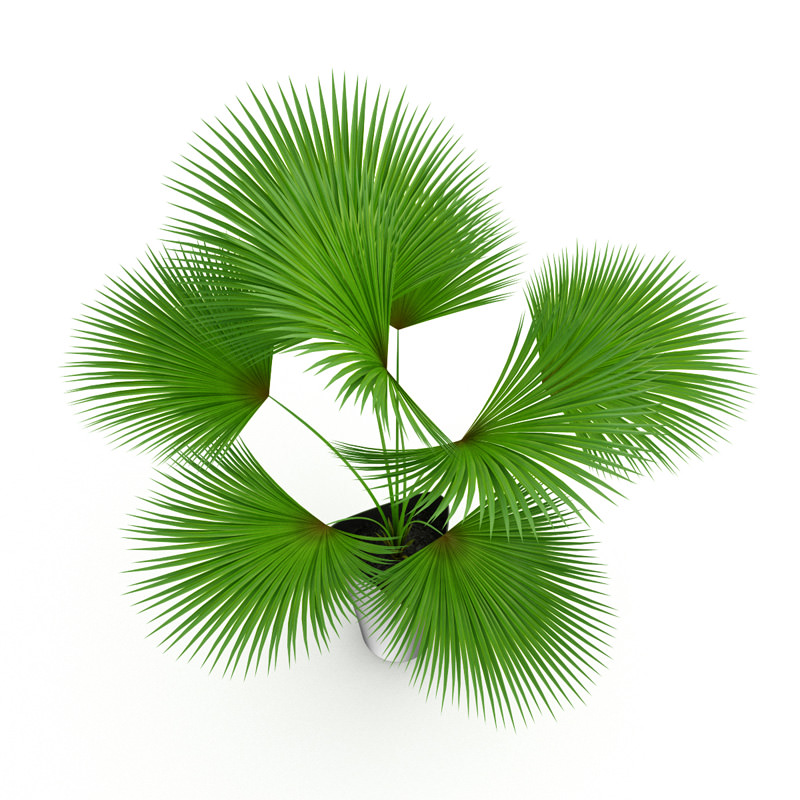 Palm Tree 3D model_1