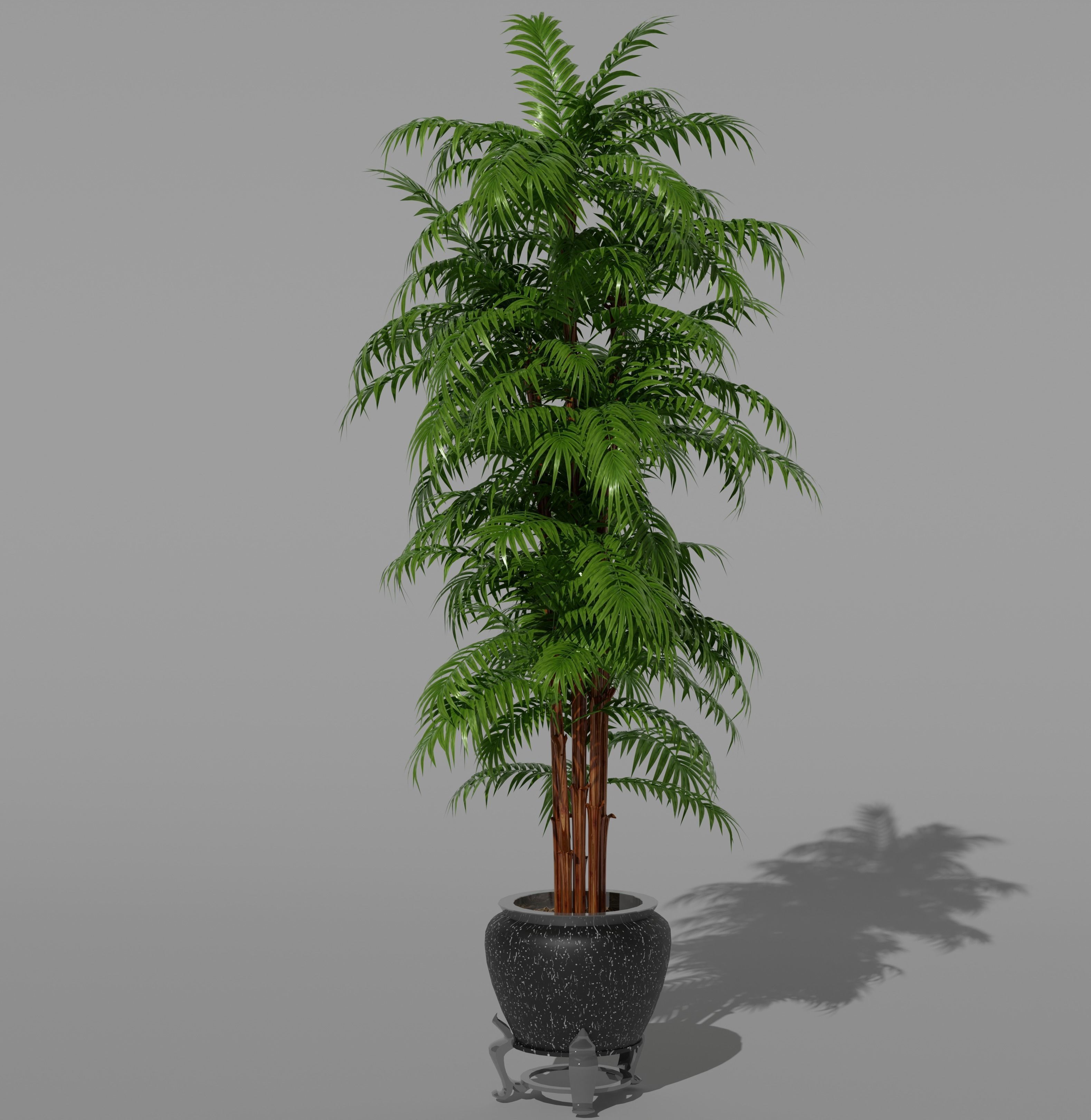 Palm Trees Pack 3d models  Low-poly 3D model_1