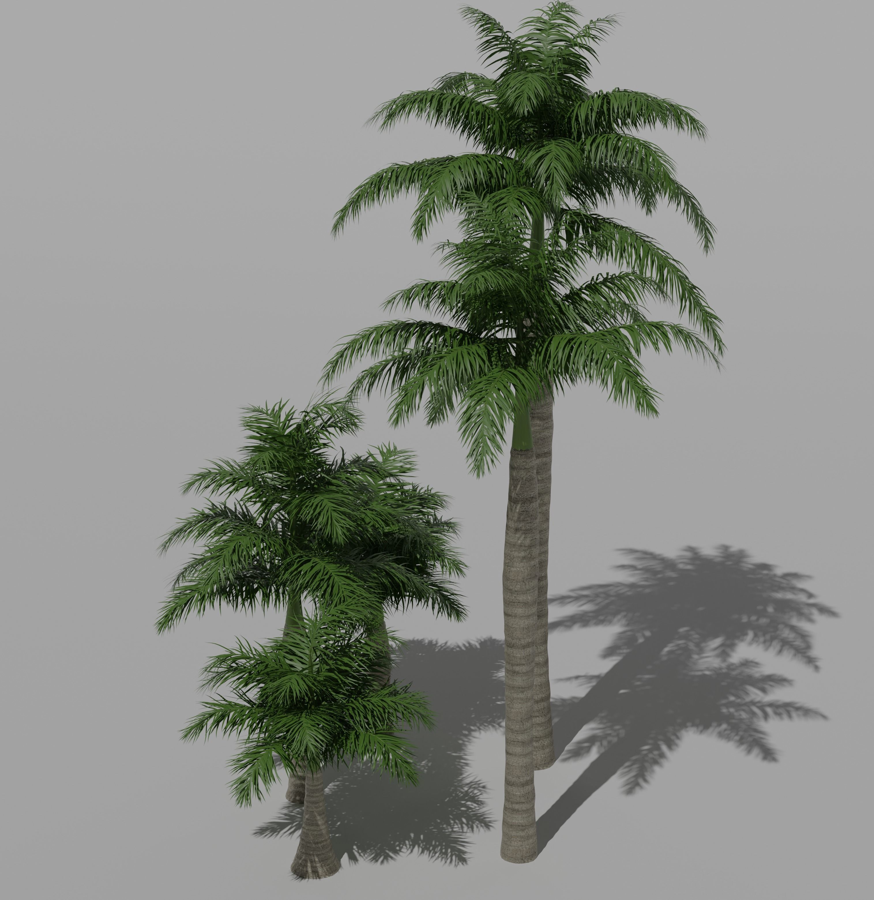 Palm Trees Pack 3d models  Low-poly 3D model_2