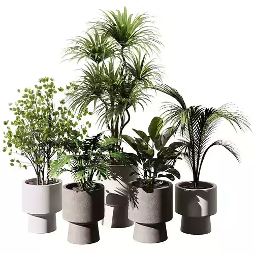 Indoor Plant SetV16 - Palm Ficus Benjamin