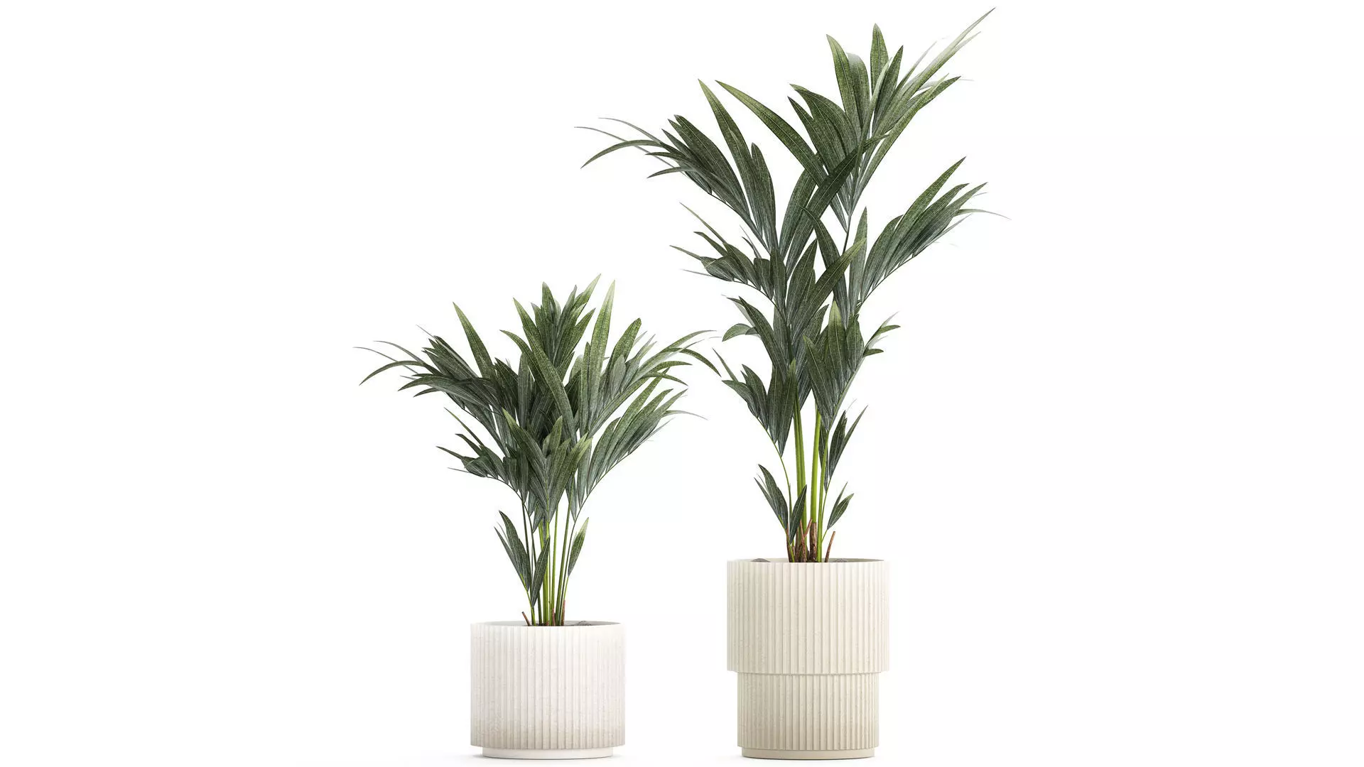 Beautiful Howea palm tree in a flower pot for decoration 1291 3D model