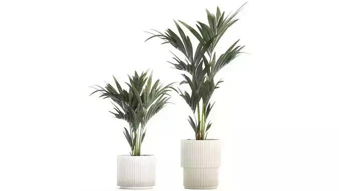 Beautiful Howea palm tree in a flower pot for decoration 1291