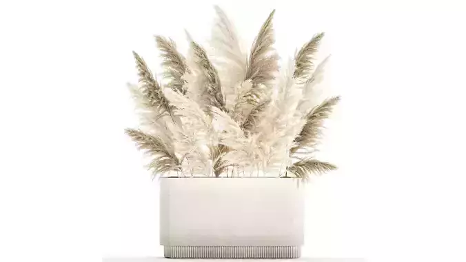 Beautiful bushes Cortaderia for decoration in pots 1292