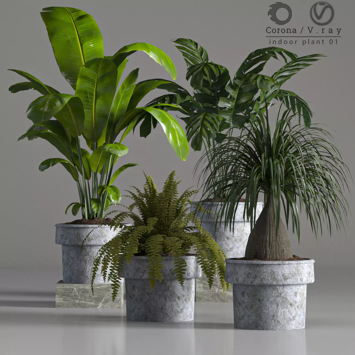 indoor plant 01 3D model