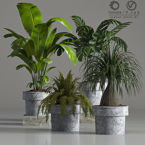 indoor plant 01 3D model