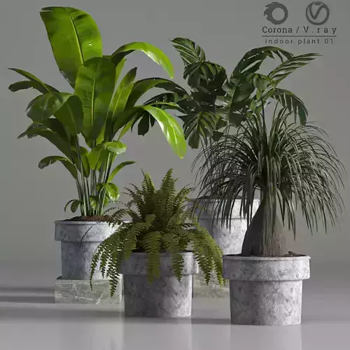 indoor plant 01 3D model