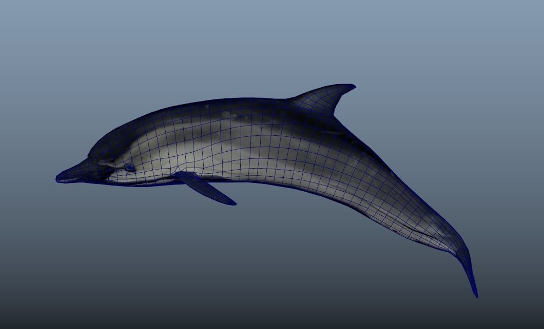 Bottlenose Dolphin- Animated  Low-poly 3D model_2