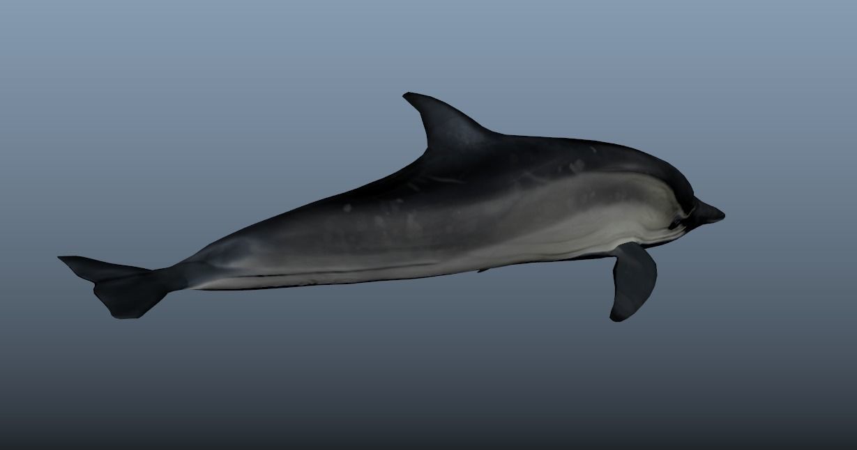 Bottlenose Dolphin- Animated  Low-poly 3D model_4