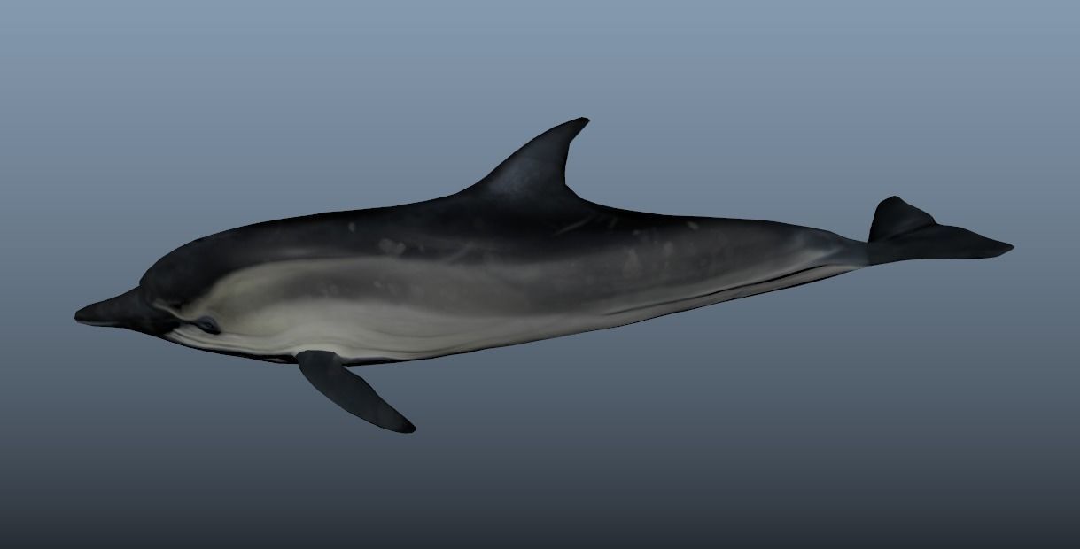 Bottlenose Dolphin- Animated  Low-poly 3D model_3