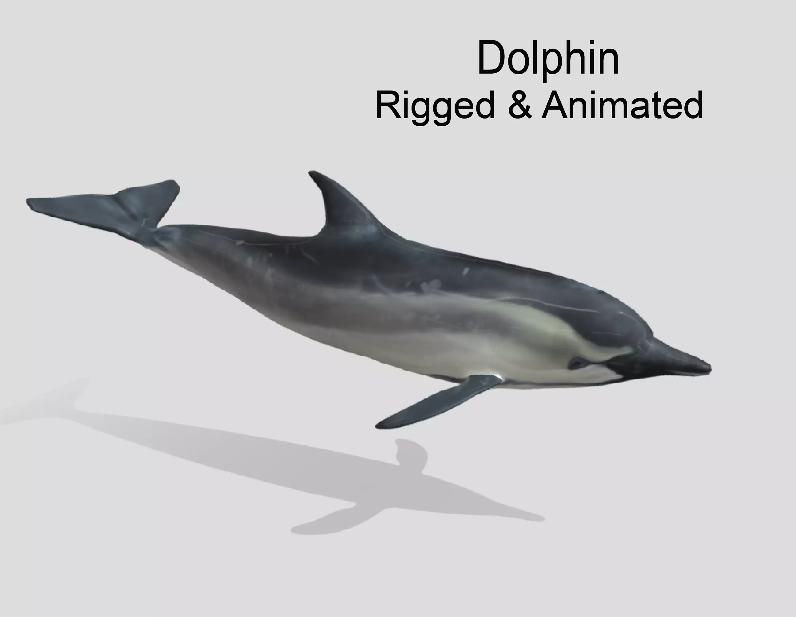 Bottlenose Dolphin- Animated  Low-poly 3D model_0