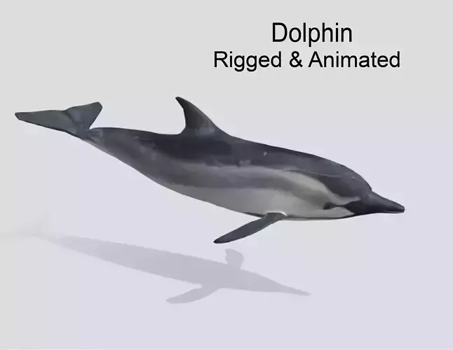 Bottlenose Dolphin- Animated  Low-poly 3D model
