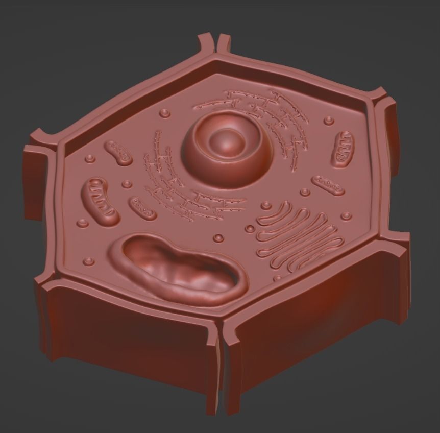 Plant cell - Celula vegetal 3D print model_1