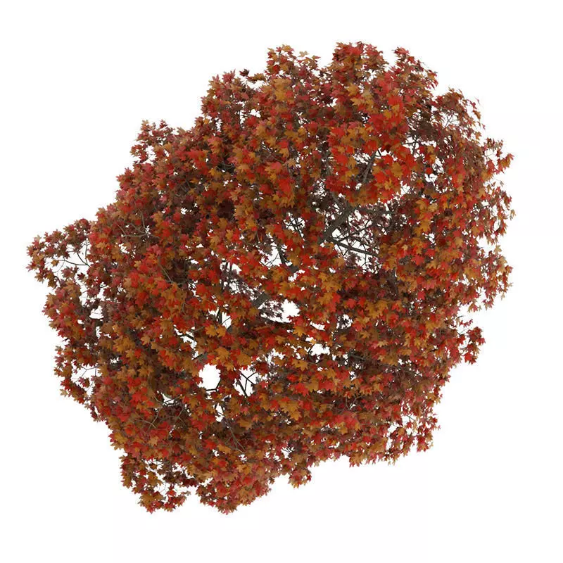 Acer Platanoides 8M Autumn 3D model