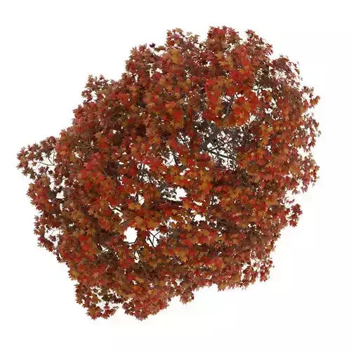 Acer Platanoides 8M Autumn