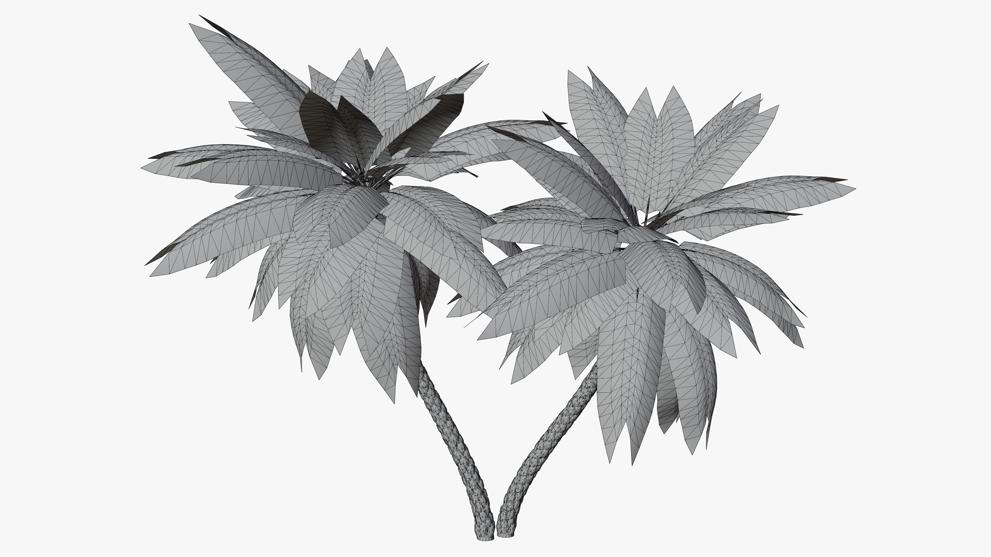 Date Palms Collection _14