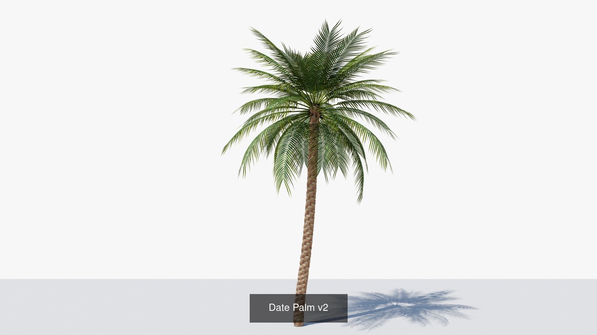 Date Palms Collection _5