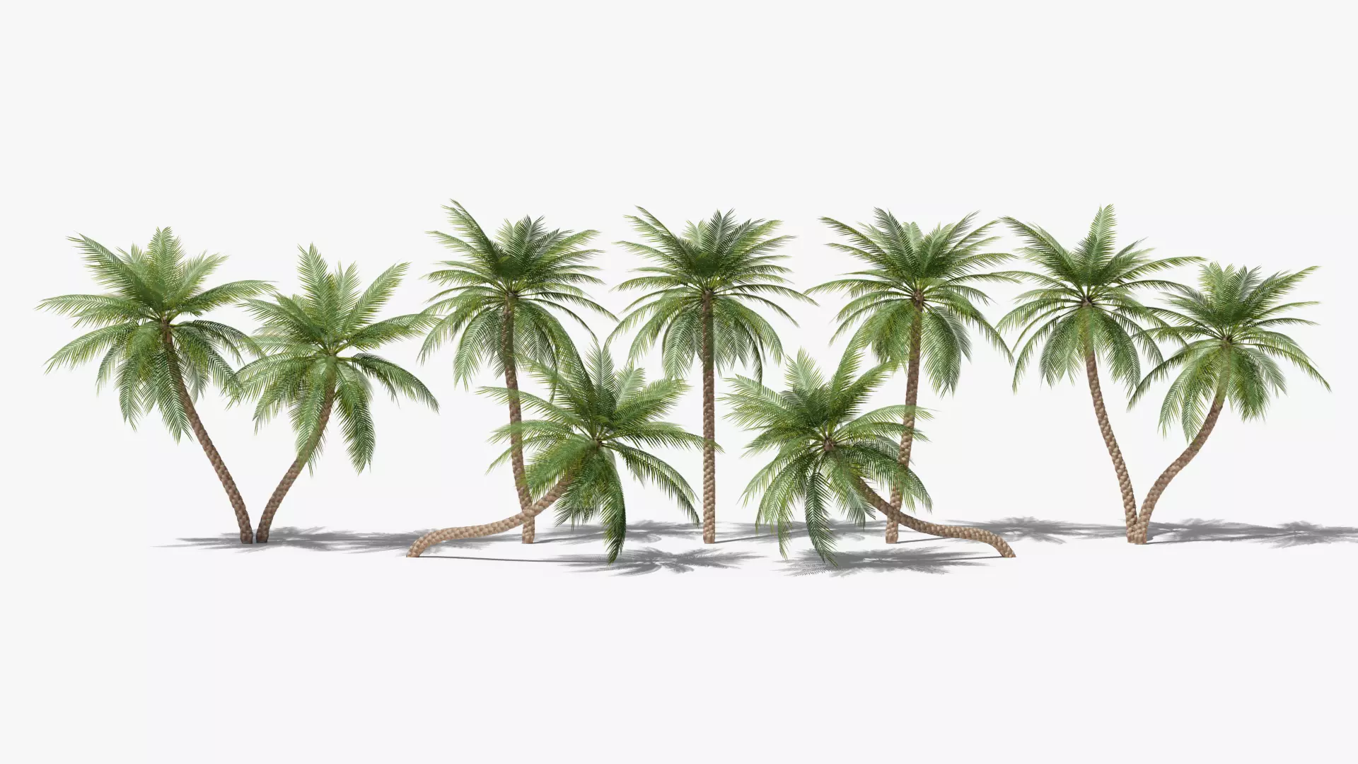 Date Palms Collection _0