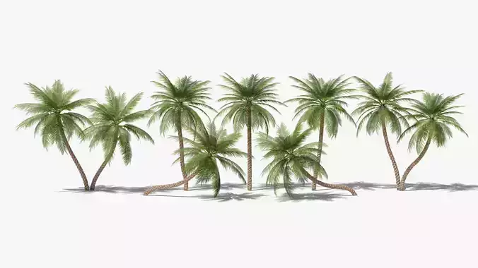 Date Palms Collection 