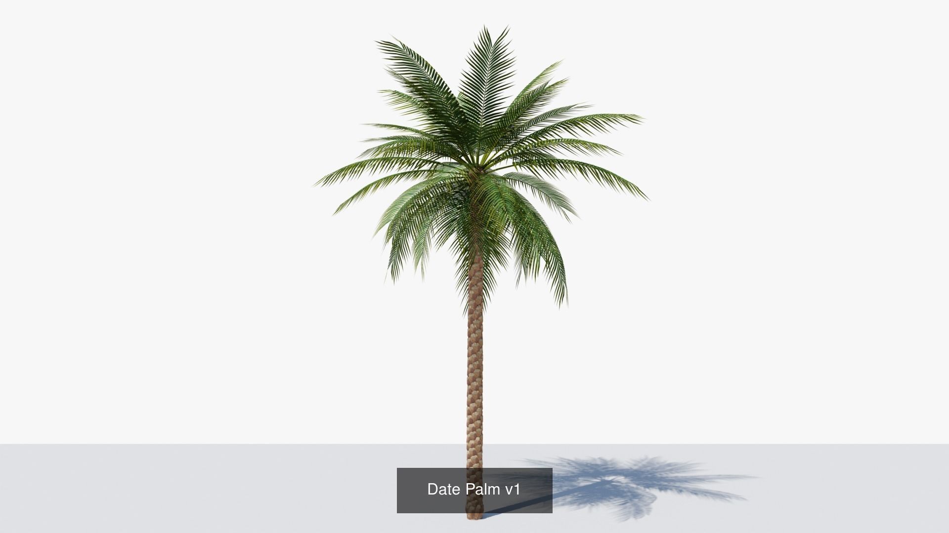 Date Palms Collection _3