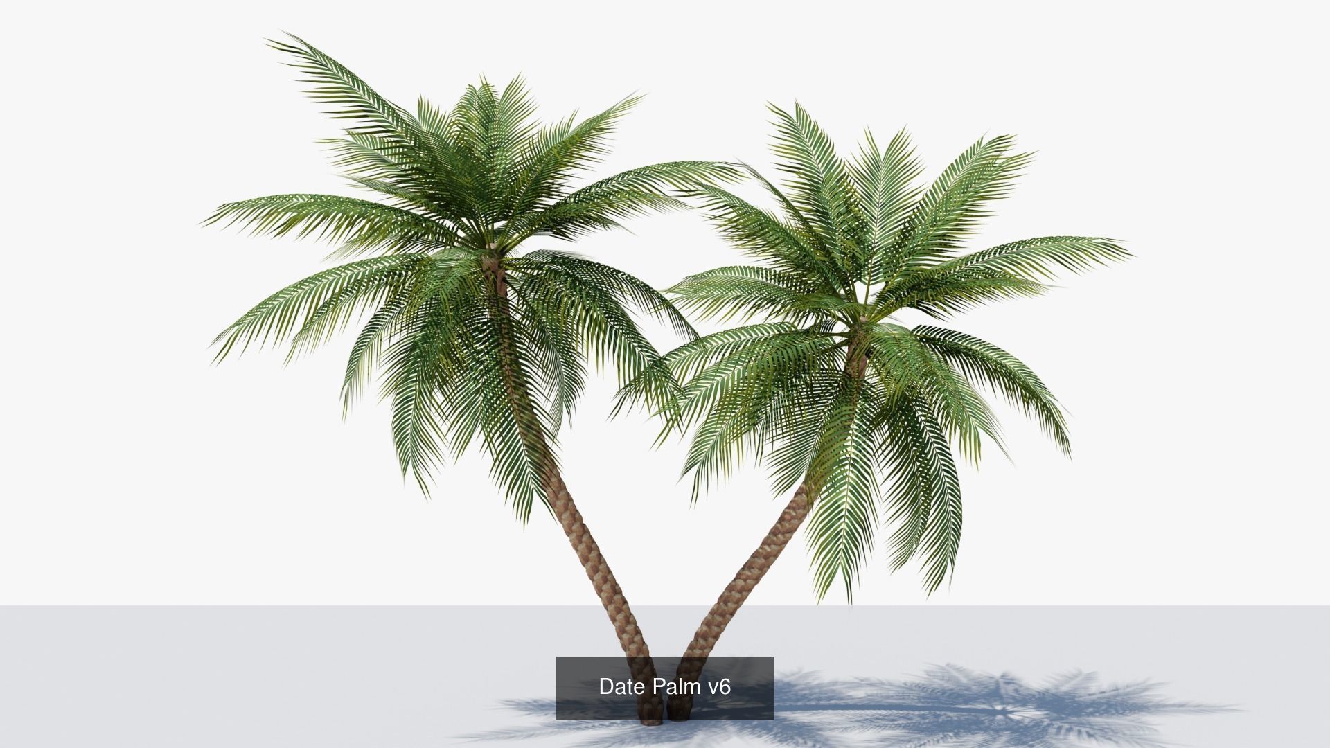 Date Palms Collection _13