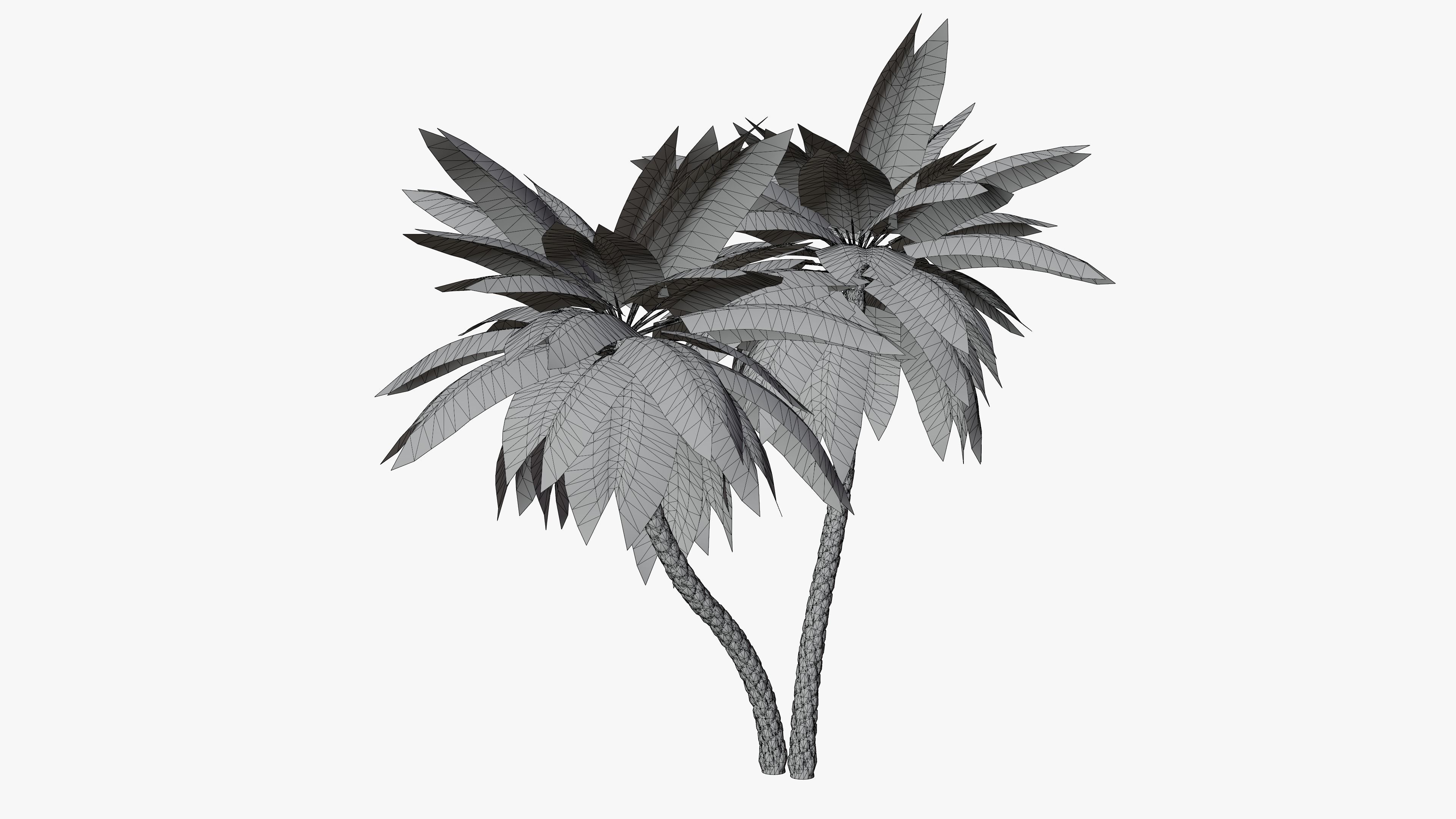 Date Palms Collection _12